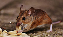24 Hour & Emergency Exterminators in Whitehouse, OH